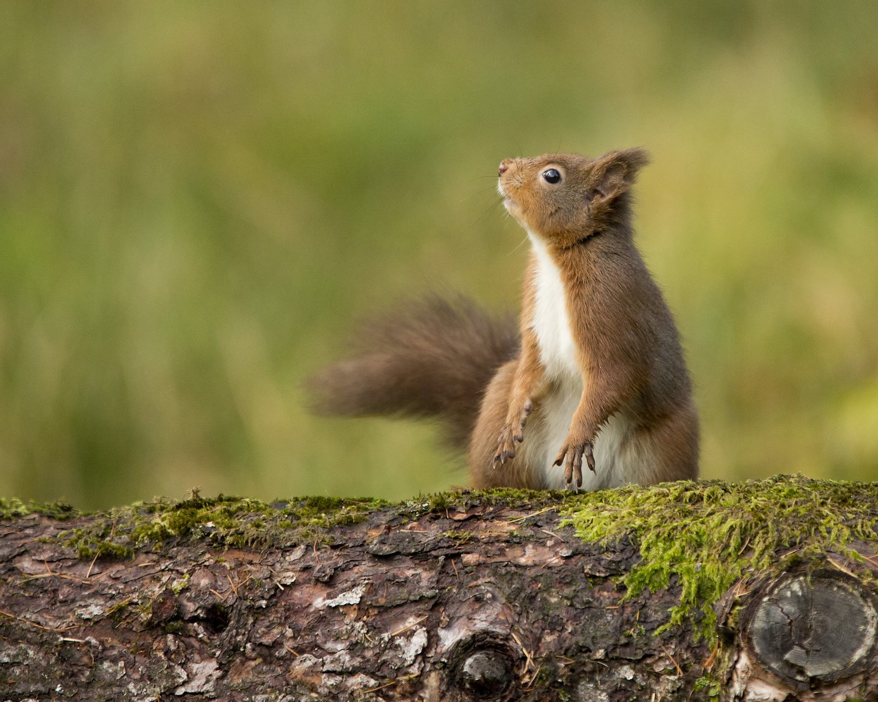 Обои рыжая, мох, белка, любопытство, зверек, хвост, red, moss, protein, curiosity, animal, tail разрешение 2048x1420 Загрузить