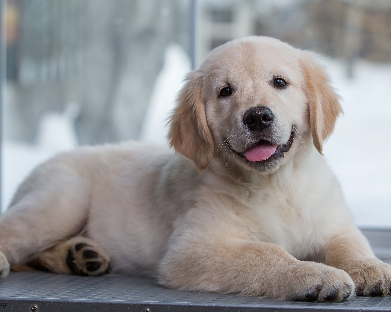 Обои щенок, золотистый ретривер, голден ретривер малыш, puppy, golden retriever, golden retriever baby разрешение 3000x1981 Загрузить