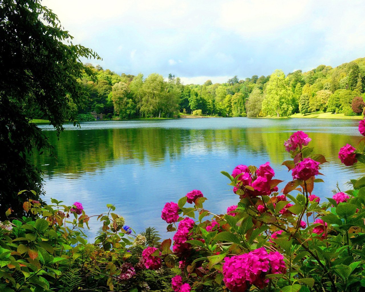 Обои цветы, деревья, озеро, лес, деревь, лейка,  цветы, валлпапер, flowers, trees, lake, forest, wallpaper разрешение 2048x1361 Загрузить