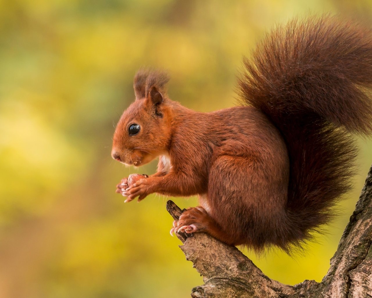 Обои дерево, белка, рыжий, зверек, хвост, грызун, tree, protein, red, animal, tail, rodent разрешение 1920x1190 Загрузить