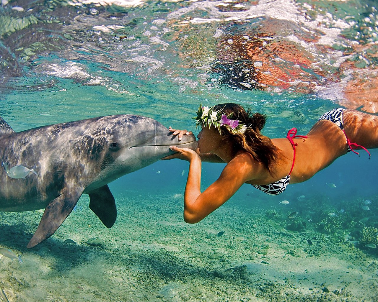 Обои девушка, поцелуй, дельфин, валлпапер, gевочка, воздушны поцелуй, girl, kiss, dolphin, wallpaper разрешение 1920x1280 Загрузить