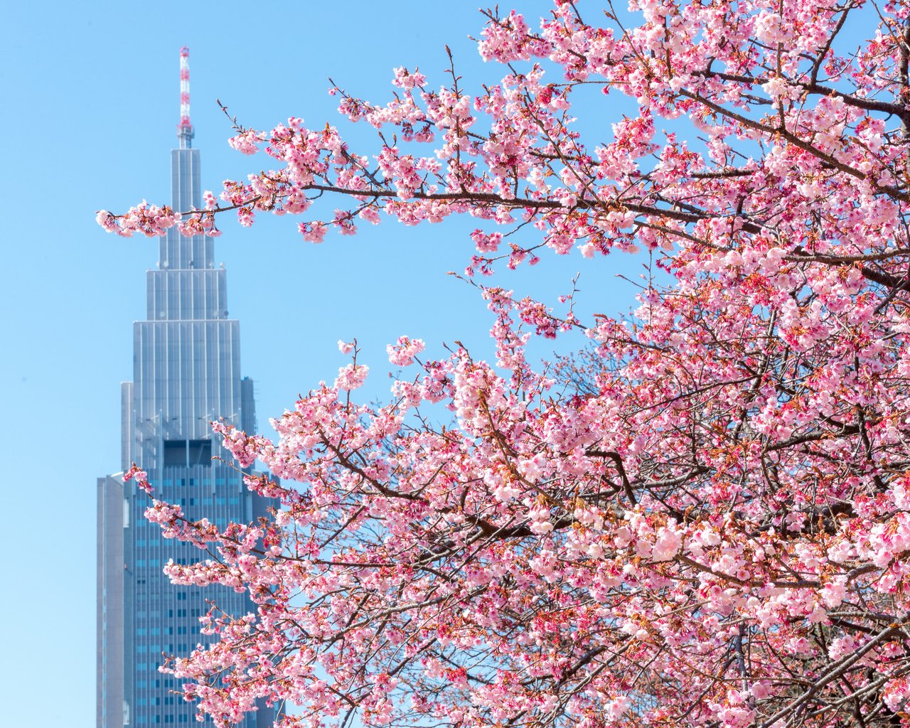 Обои дерево, вашингтон, сша, весна, сакура, tree, washington, usa, spring, sakura разрешение 2048x1367 Загрузить