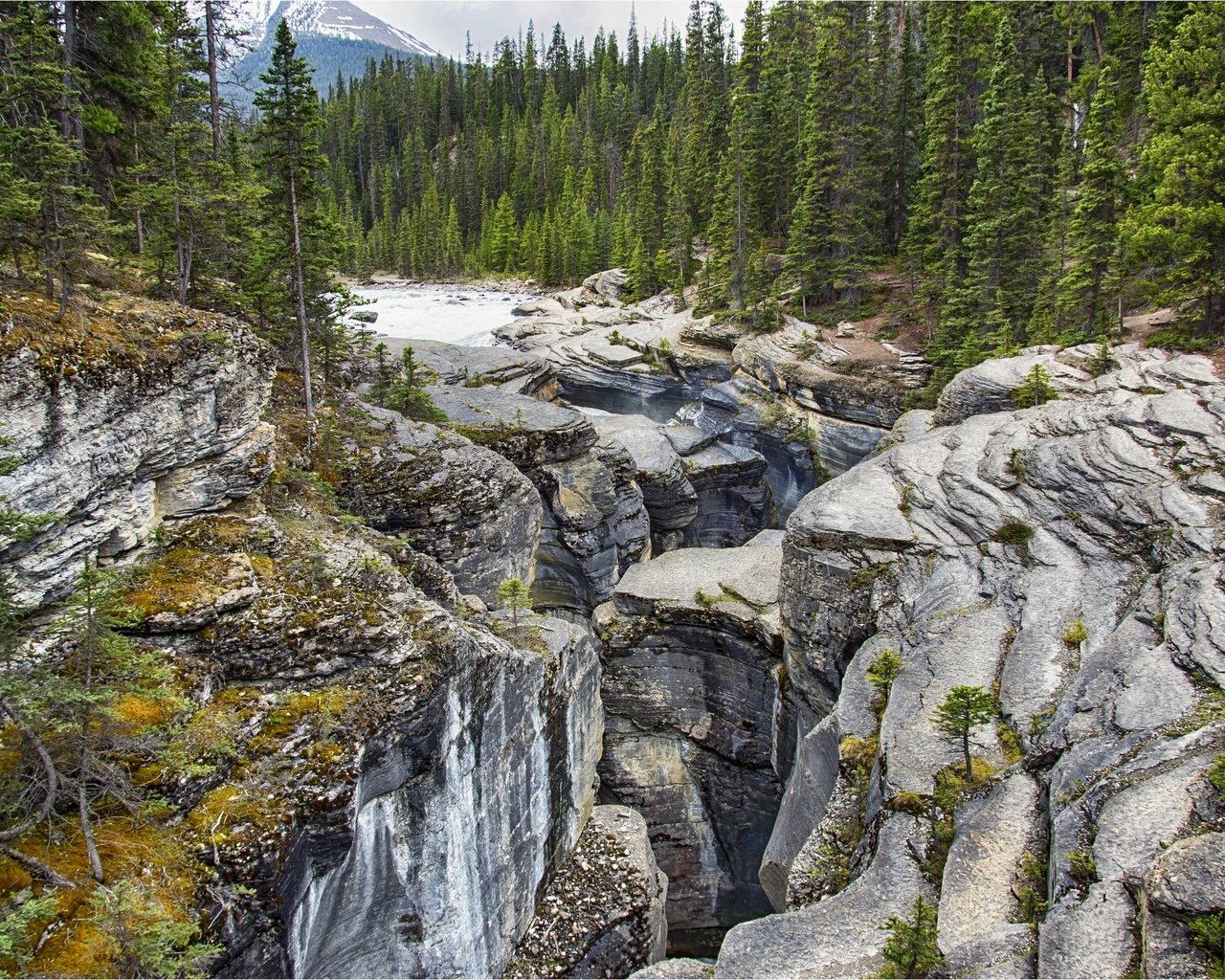 Обои деревья, национальный парк банф, горы, mistaya canyon, скалы, камни, лес, ручей, канада, провинция альберта, trees, banff national park, mountains, at mistaya canyon, rocks, stones, forest, stream, canada, alberta разрешение 2880x1920 Загрузить