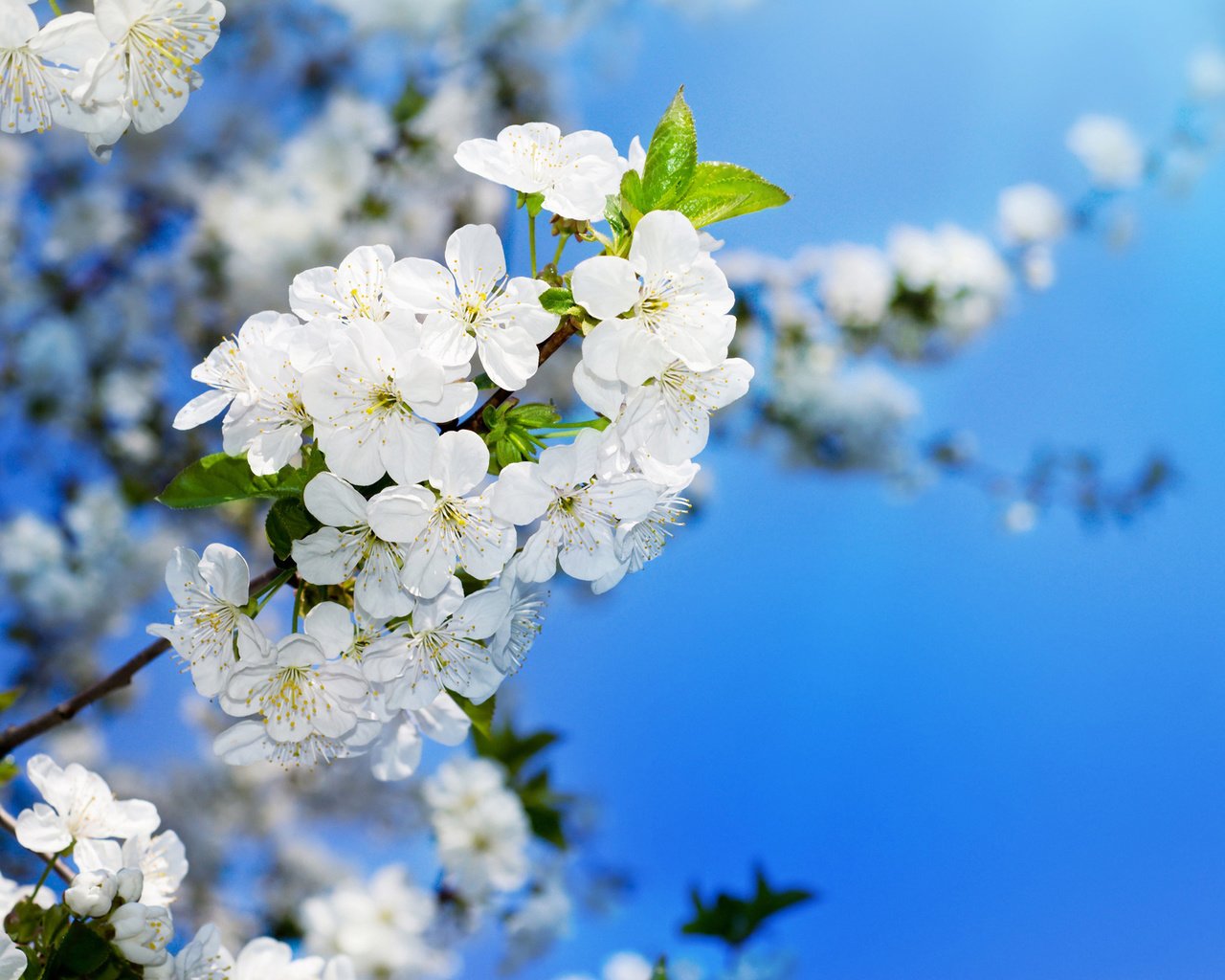 Обои цветение, вишня, распускание, вишенка, flowering trees, flowering, cherry, blooming разрешение 3500x2272 Загрузить