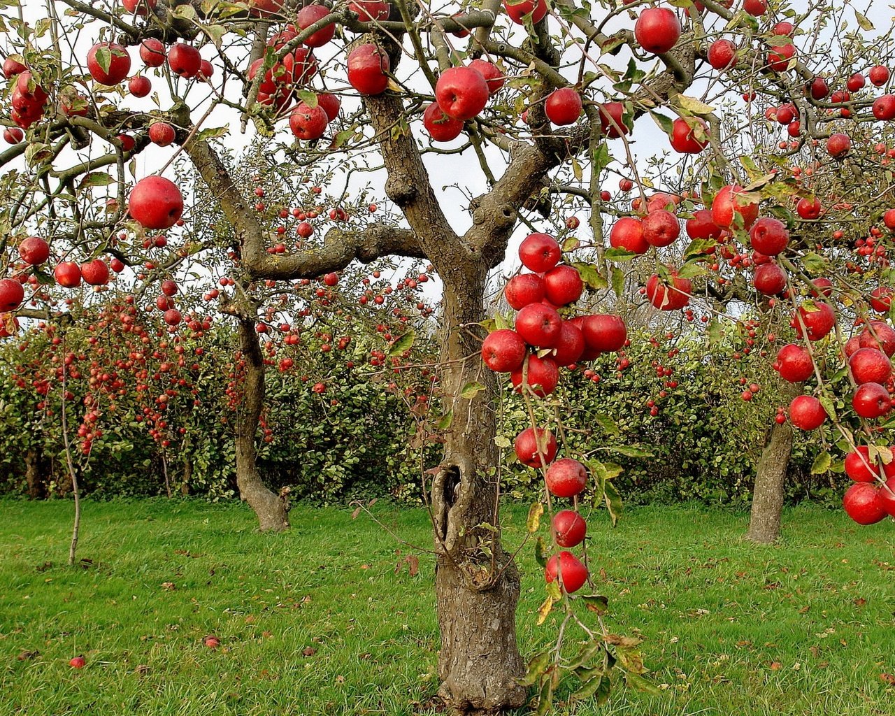 Обои яблоки, осень, сад, яблони, apples, autumn, garden, apple разрешение 2560x1600 Загрузить