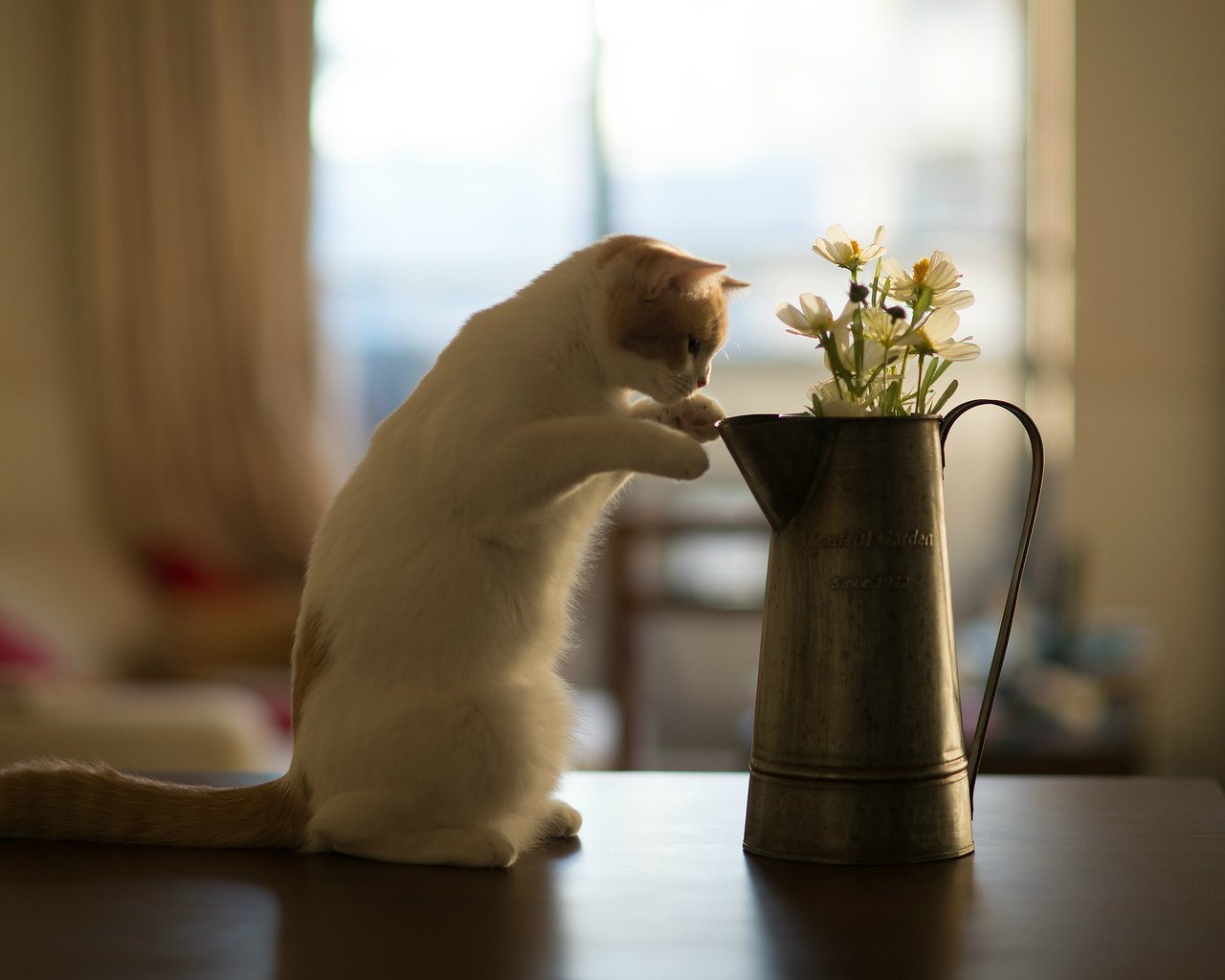 Обои цветы, кот, кошка, котенок, стол, benjamin torode, бенджамин тород, ханна, flowers, cat, kitty, table, benjamin torod, hannah разрешение 2048x1365 Загрузить