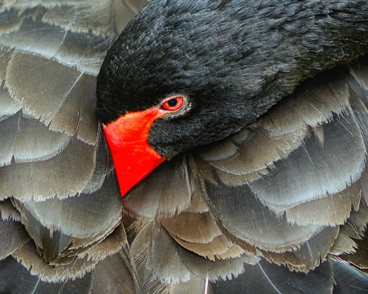 Обои природа, черный, птица, лебедь, черный лебедь, nature, black, bird, swan, black swan разрешение 2048x1264 Загрузить