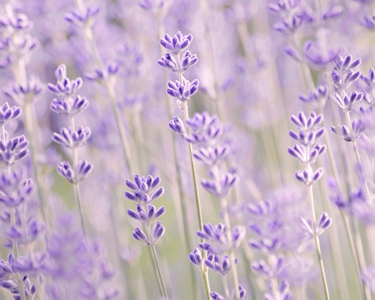 Обои цветы, макро, лаванда, размытость, сиреневые, flowers, macro, lavender, blur, lilac разрешение 2040x1170 Загрузить