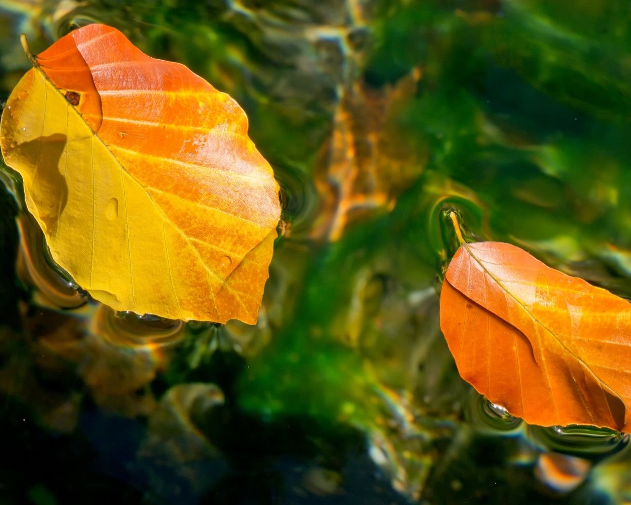 Обои вода, листья, осень, water, leaves, autumn разрешение 2048x1316 Загрузить