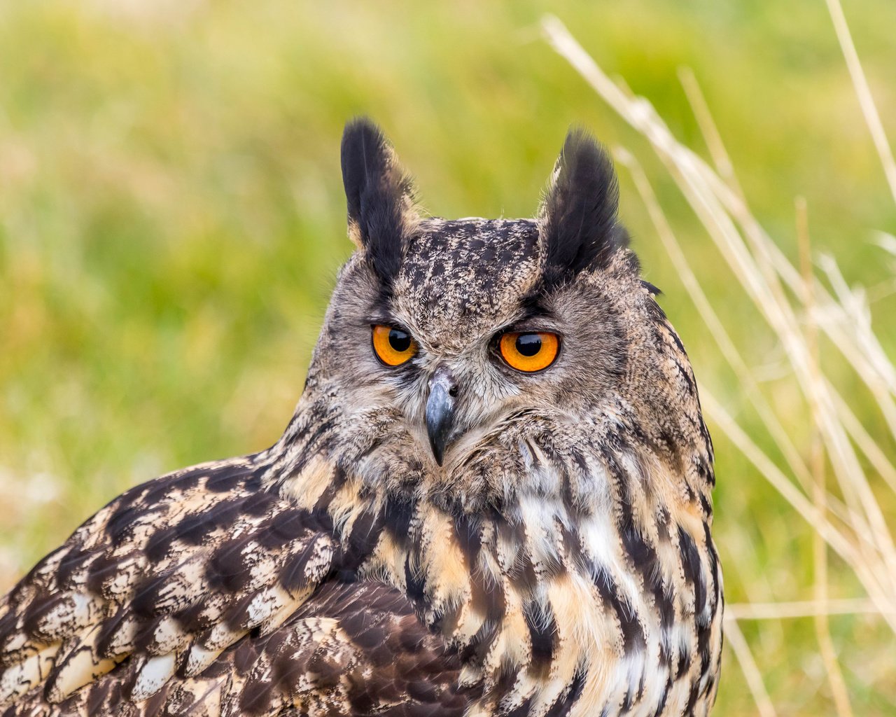 Обои портрет, взгляд, хищник, птица, филин, eurasian eagle owl, bubo bubo, орлиная сова, portrait, look, predator, bird, owl, eagle owl разрешение 2048x1365 Загрузить