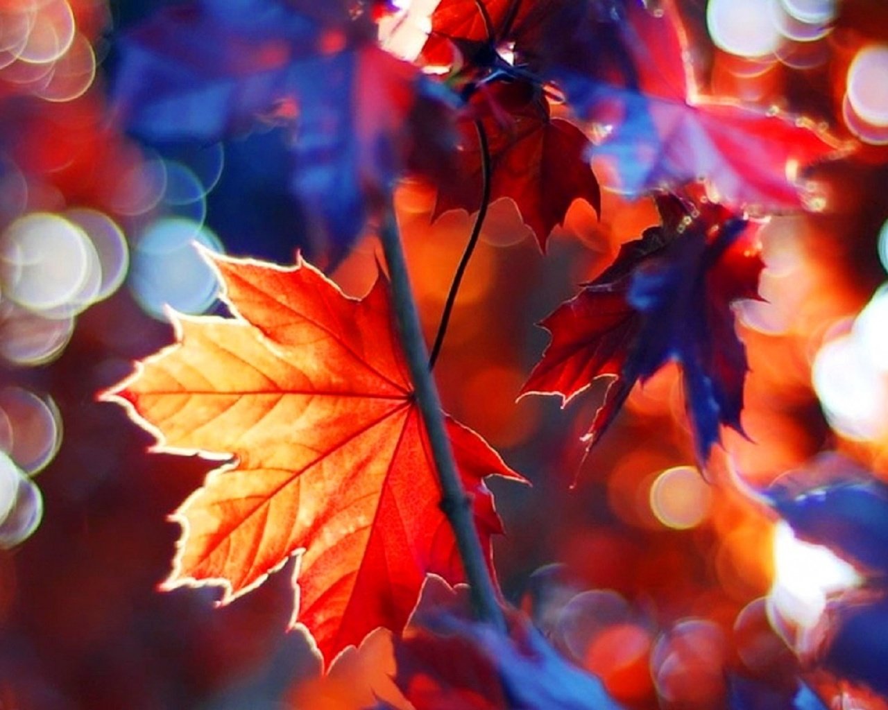 Обои дерево, листья, ветки, осень, клен, tree, leaves, branches, autumn, maple разрешение 1920x1200 Загрузить