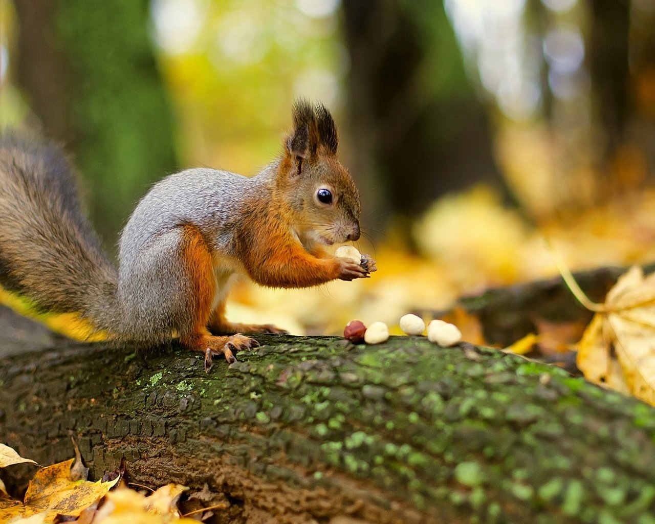 Обои лес, листья, орехи, белка, хвост, белочка, грызун, forest, leaves, nuts, protein, tail, squirrel, rodent разрешение 3000x1963 Загрузить