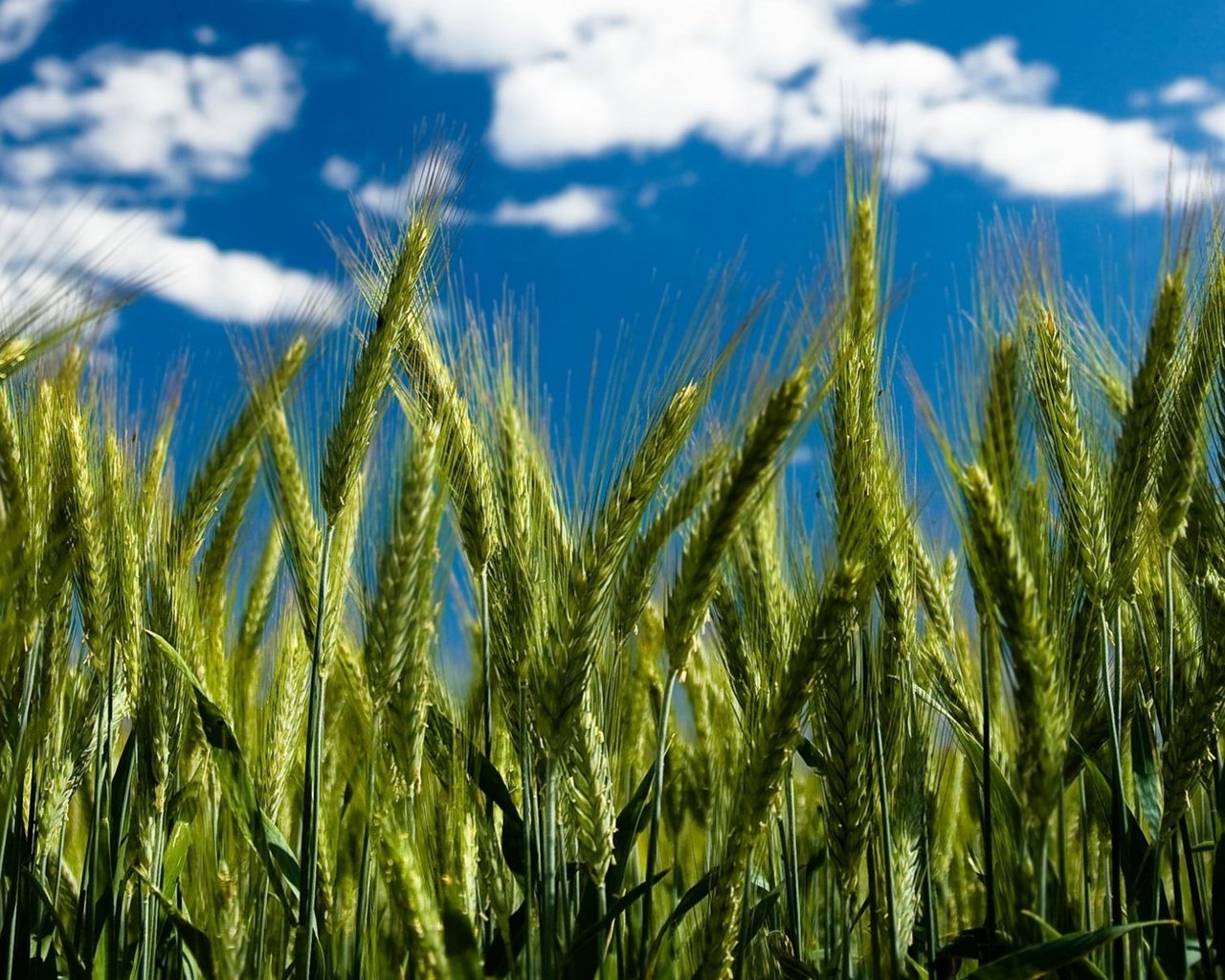 Обои небо, облака, пшеница, колоски, by robin de blanche, clear day, the sky, clouds, wheat, spikelets разрешение 1920x1200 Загрузить