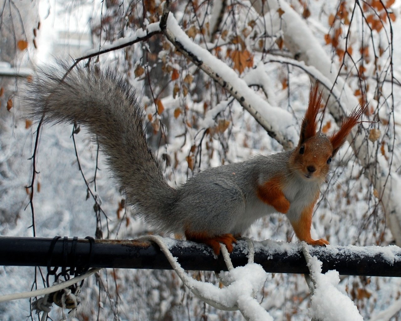 Обои зима, ветки, белка, хвост, белочка, грызун, winter, branches, protein, tail, squirrel, rodent разрешение 2150x1401 Загрузить