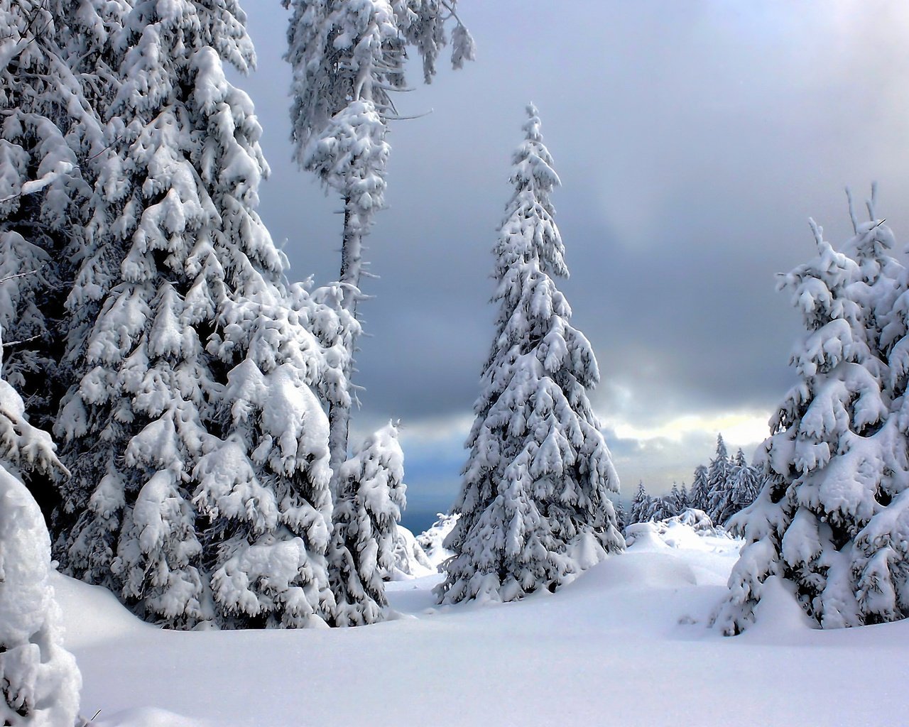 Обои деревья, снег, зима, германия, национальный парк гарц, arz national park, trees, snow, winter, germany, the harz national park разрешение 2048x1230 Загрузить