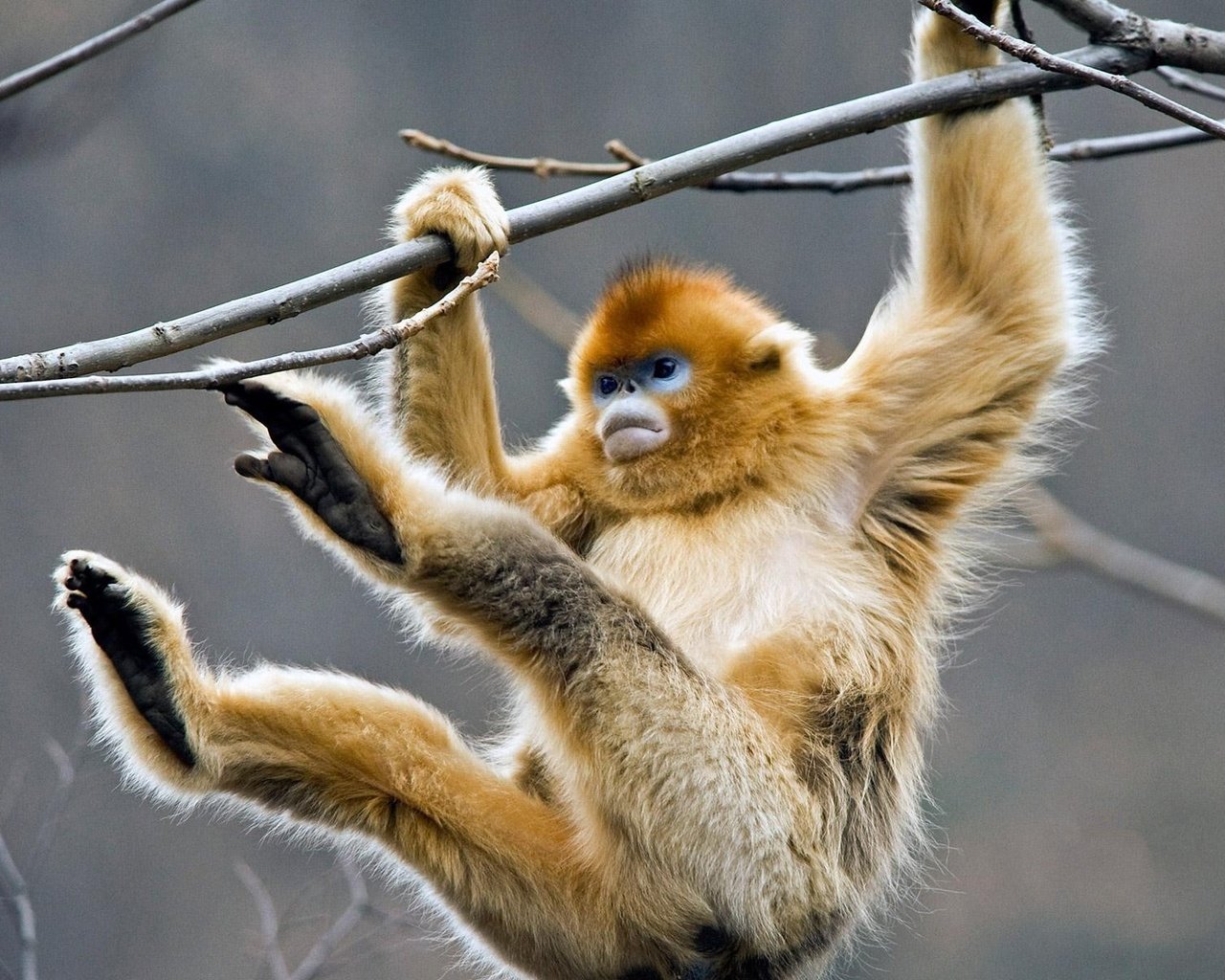 Обои дерево, ветки, обезьяна, примат, golden snub-nosed monkey, золотистая обезьяна, tree, branches, monkey, the primacy of разрешение 1920x1200 Загрузить