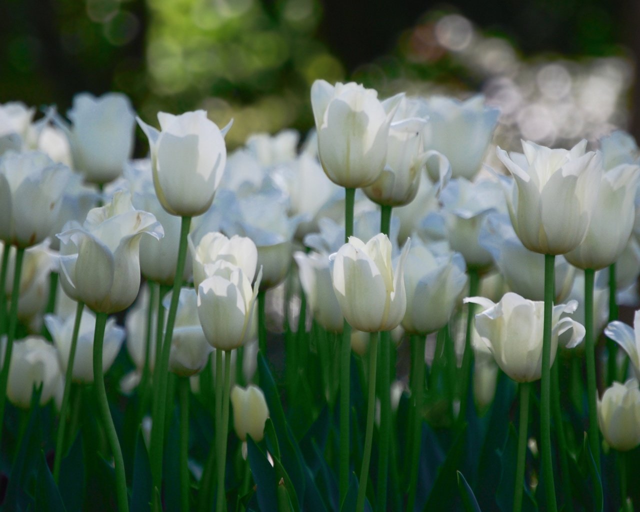 Обои цветы, тюльпаны, белые, много, flowers, tulips, white, a lot разрешение 3840x2127 Загрузить