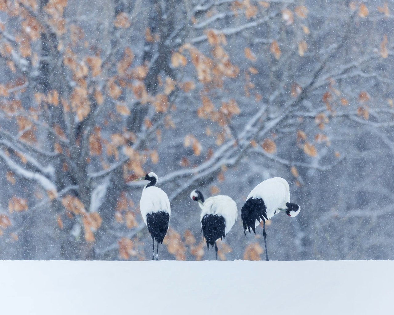 Обои снег, зима, птицы, журавль, японский, snow, winter, birds, crane, japanese разрешение 1920x1080 Загрузить