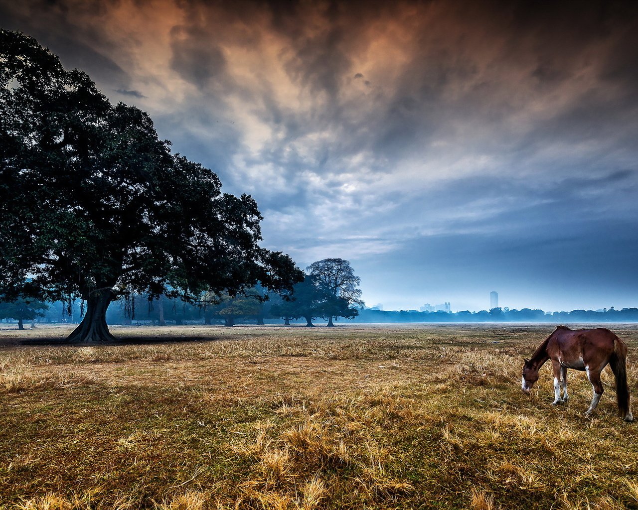 Обои лошадь, дерево, пейзаж, утро, конь, horse, tree, landscape, morning разрешение 2048x1141 Загрузить