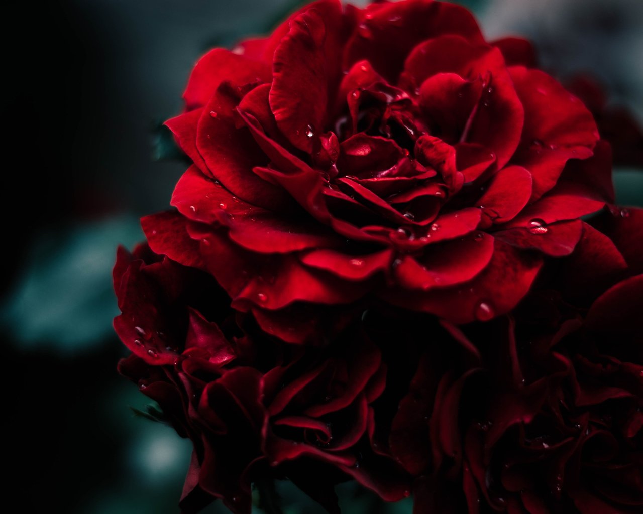 Обои макро, краcный, капелька, фон, цветок, капля, роза, красная, сад, дождь, macro, background, flower, drop, rose, red, garden, rain разрешение 2048x1362 Загрузить