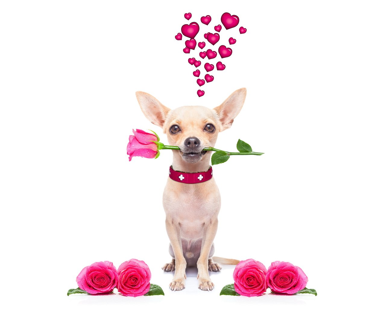 Обои розы, собака, сердце, чихуахуа, roses, dog, heart, chihuahua разрешение 6000x4000 Загрузить