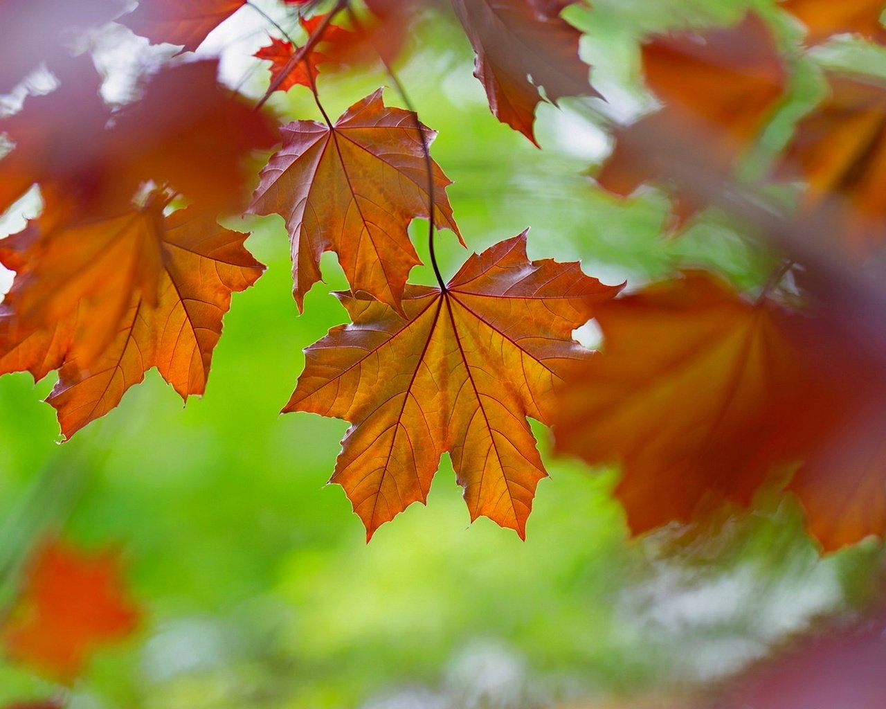 Обои природа, листья, осень, цвет, nature, leaves, autumn, color разрешение 1920x1175 Загрузить