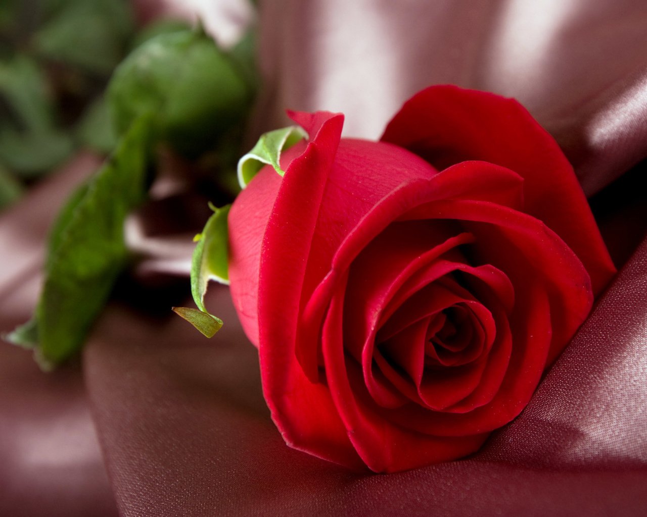Обои цветок, роза, красная, ткань, flower, rose, red, fabric разрешение 2560x1600 Загрузить
