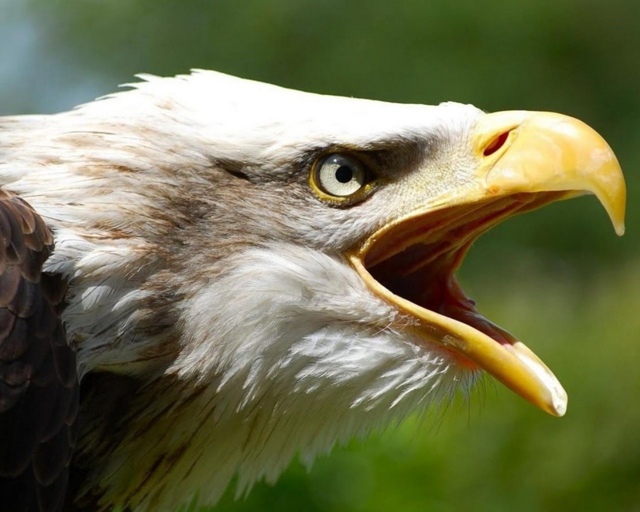 Обои орел, птица, клюв, перья, белоголовый орлан, eagle, bird, beak, feathers, bald eagle разрешение 1920x1080 Загрузить