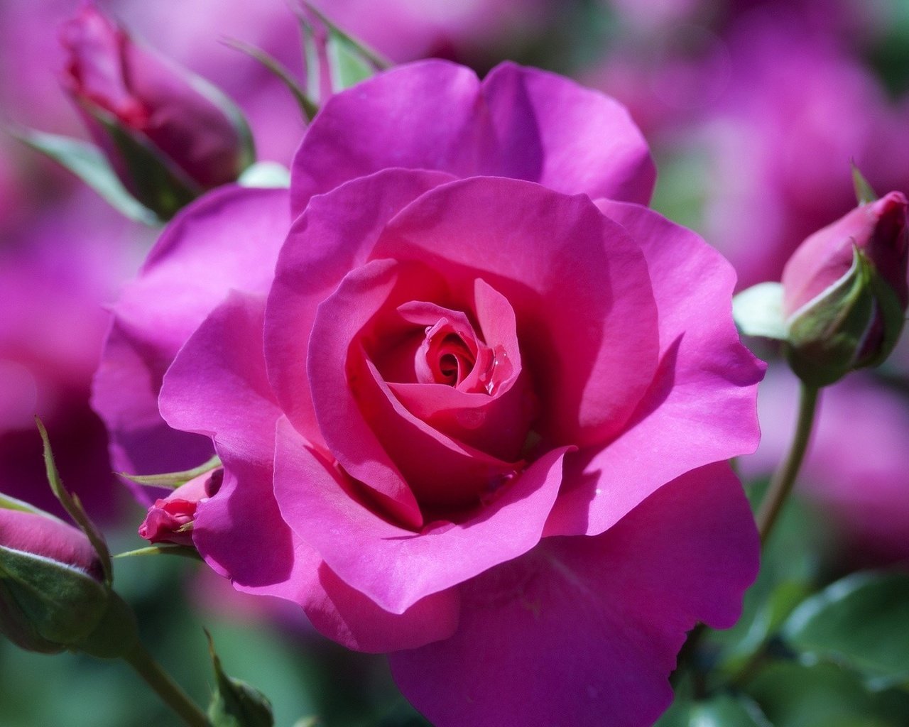 Обои цветы, бутоны, макро, розы, розовый, боке, flowers, buds, macro, roses, pink, bokeh разрешение 1920x1080 Загрузить