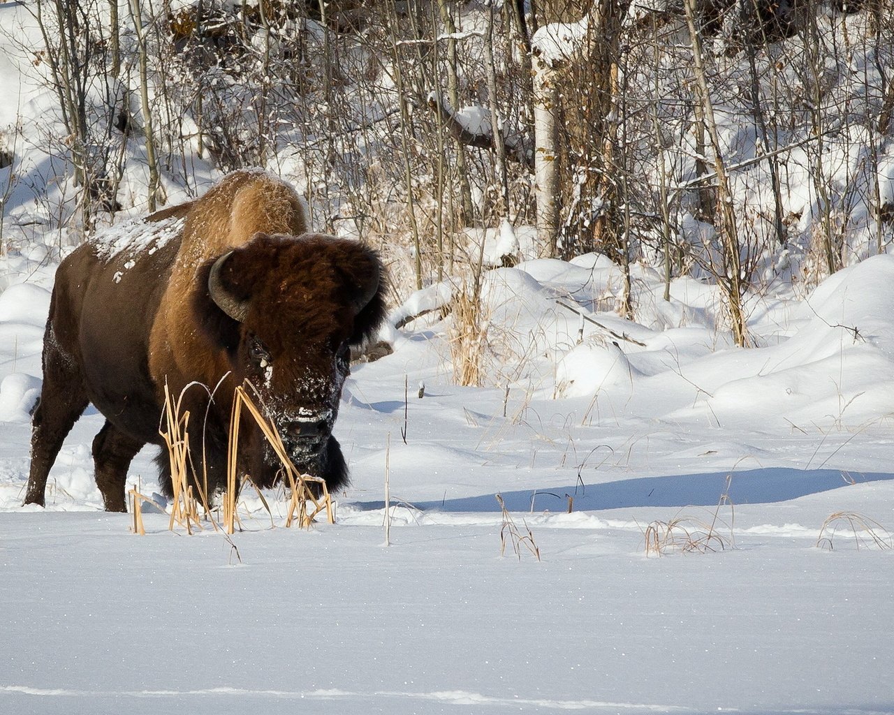 Обои снег, природа, зима, бизон, plains bison, степной бизон, буффало, snow, nature, winter, buffalo разрешение 1920x1200 Загрузить