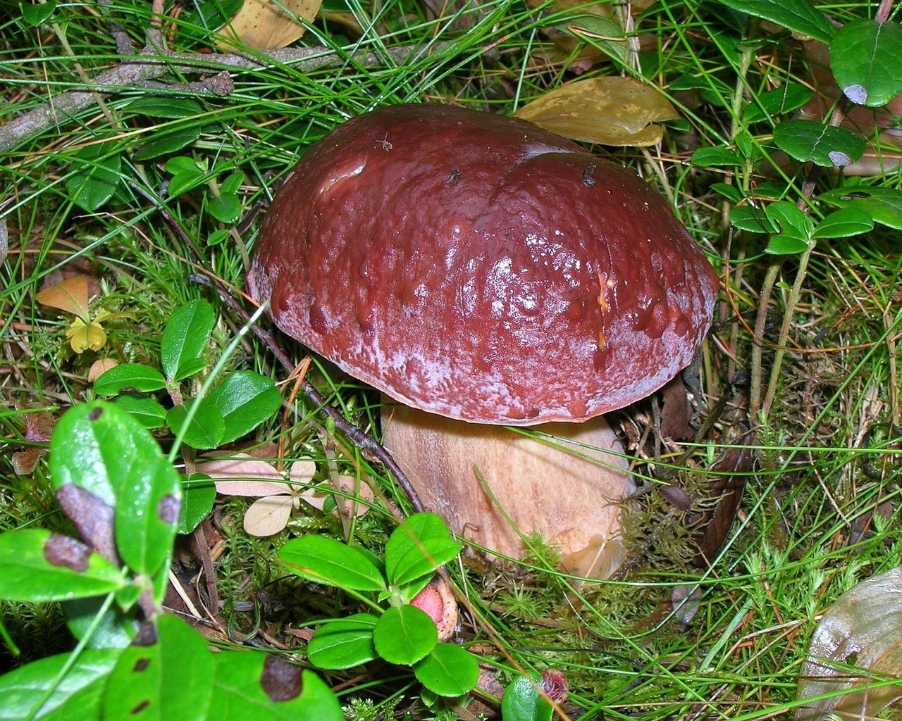 Обои трава, природа, листья, макро, осень, грибы, grass, nature, leaves, macro, autumn, mushrooms разрешение 2150x1456 Загрузить