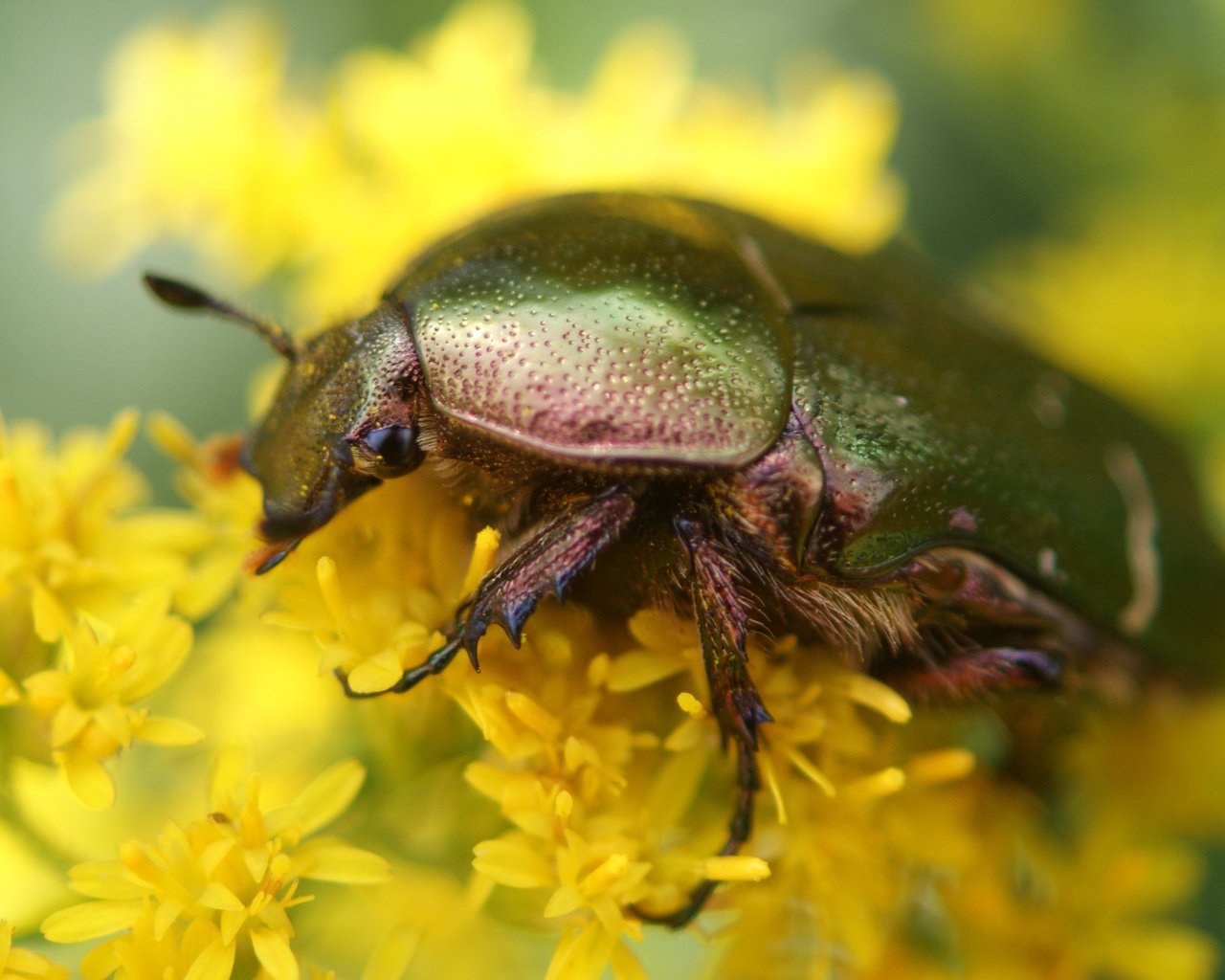 Обои цветы, жук, макро, насекомое, желтые, бронзовка золотистая, flowers, beetle, macro, insect, yellow, brantovka golden разрешение 4592x2583 Загрузить