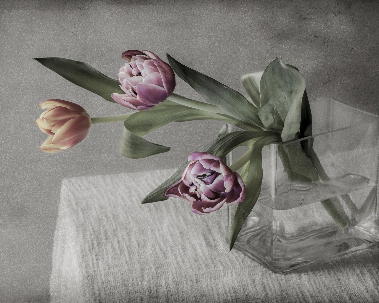 Обои цветы, фон, букет, тюльпаны, flowers, background, bouquet, tulips разрешение 2880x1908 Загрузить