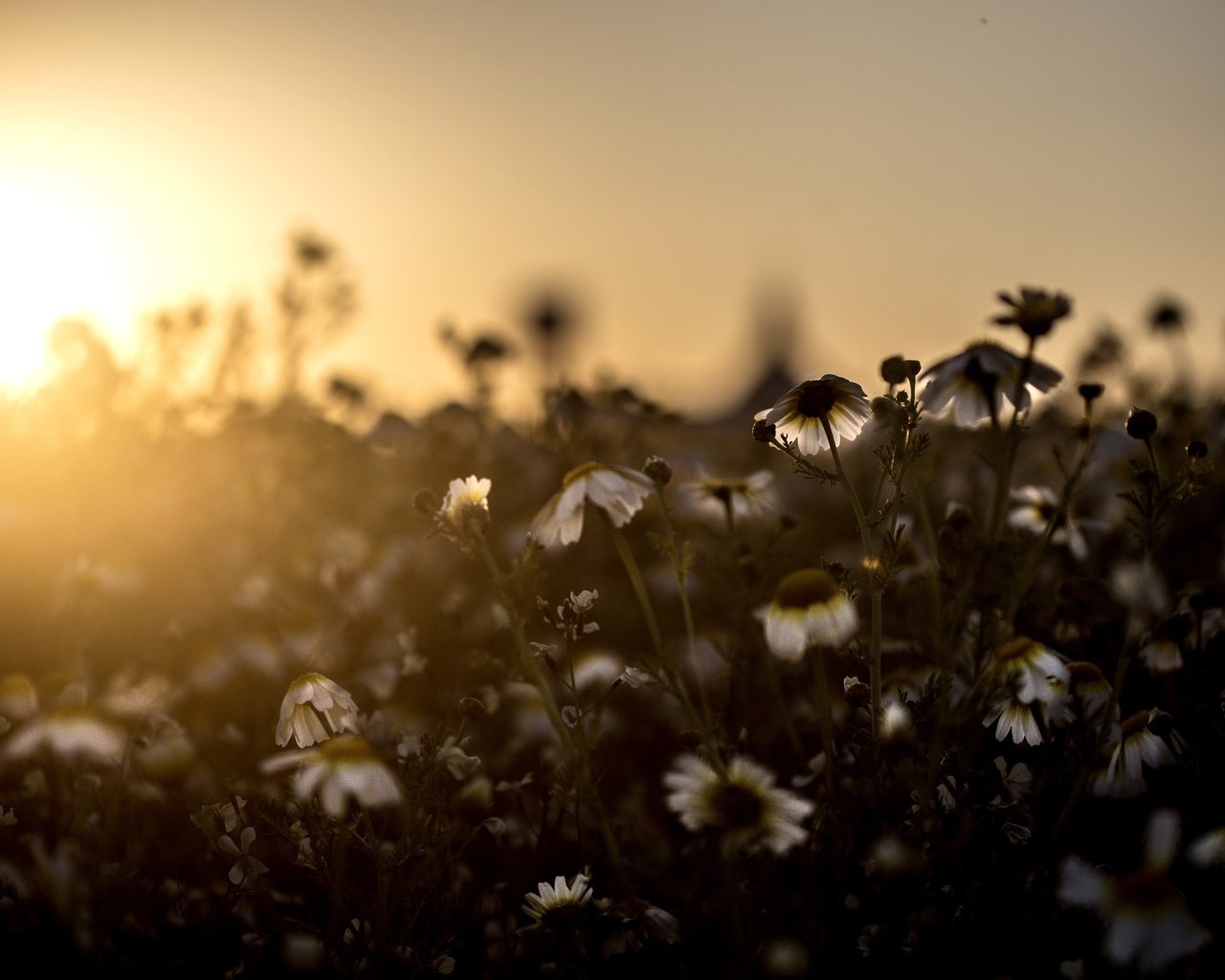 Обои свет, цветы, поле, луг, ромашки, light, flowers, field, meadow, chamomile разрешение 5472x3648 Загрузить