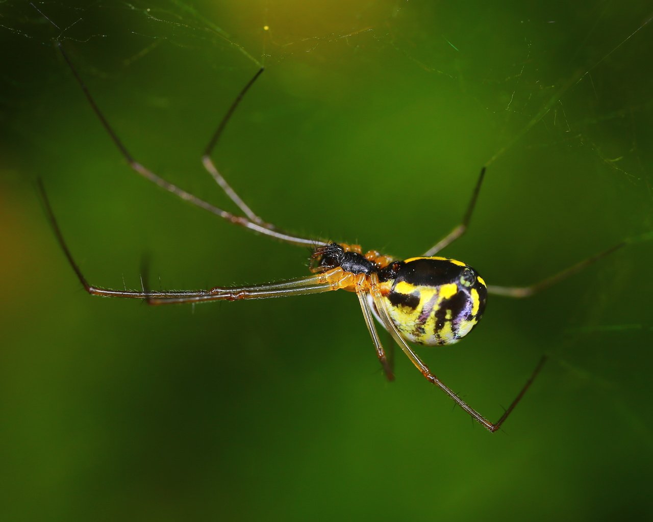 Обои макро, насекомое, паук, паутина, андрей шаповалов, macro, insect, spider, web, andrey shapovalov разрешение 4307x2690 Загрузить