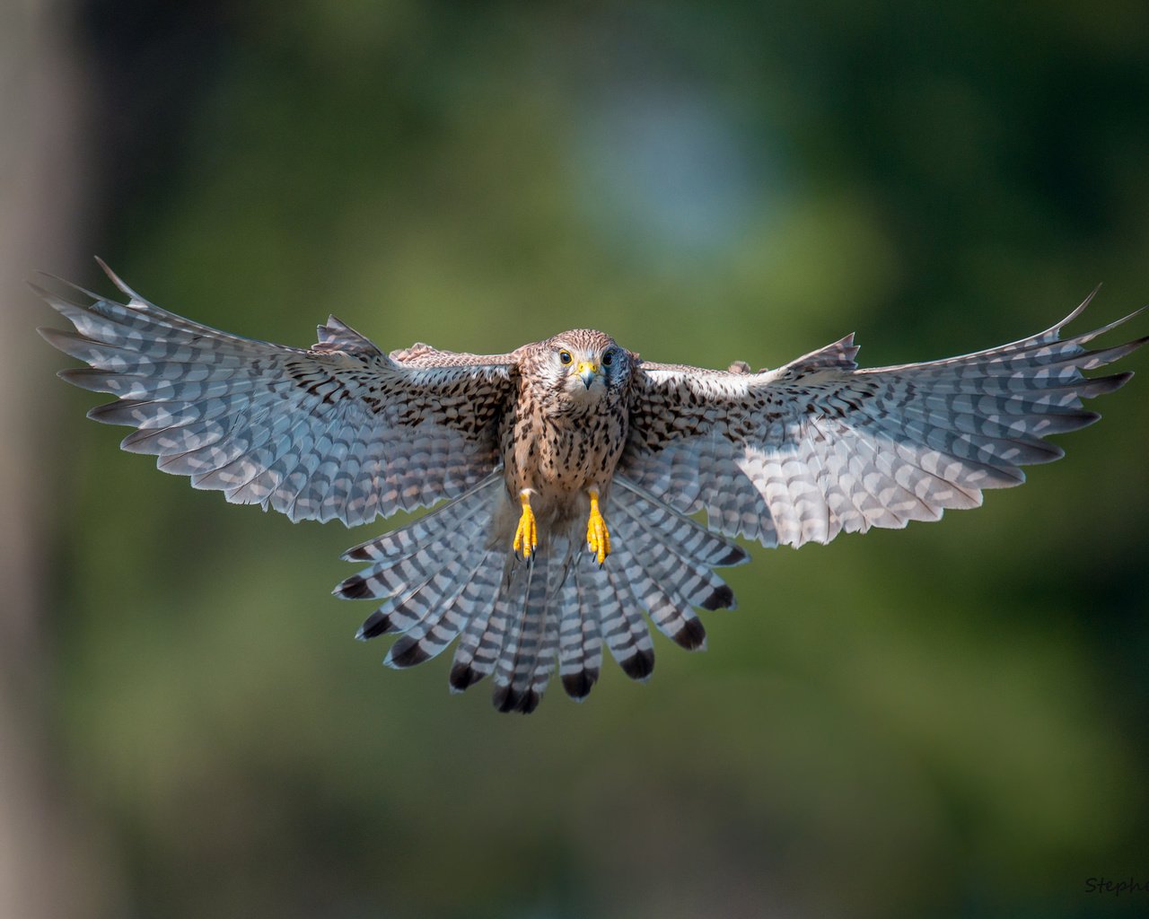 Обои полет, крылья, птица, взмах, пустельга, flight, wings, bird, stroke, kestrel разрешение 2048x1367 Загрузить