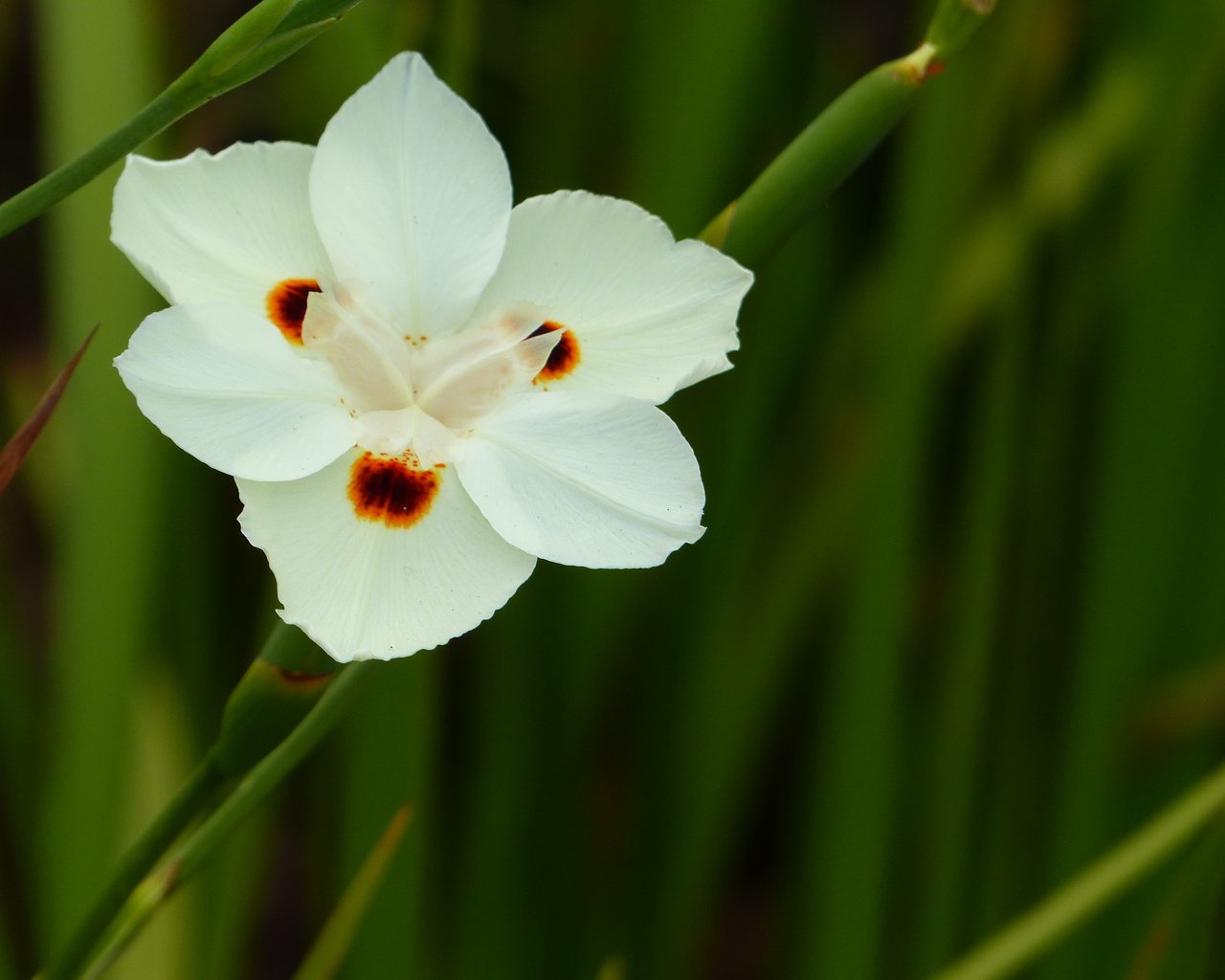 Обои цветок, белый, ирис, цветком, диетес двуцветный, африканский ирис, flower, white, iris, the dichroic dates, african iris разрешение 4000x3000 Загрузить