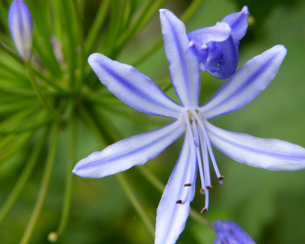 Обои цветок, лепестки, тычинки, агапантус, flower, petals, stamens, agapanthus разрешение 4000x3000 Загрузить