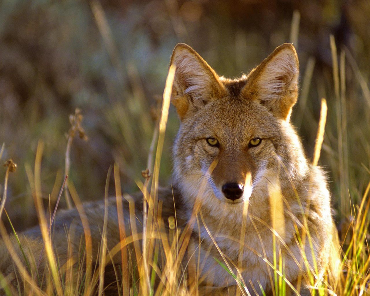 Обои трава, взгляд, сша, колорадо, койот, gunnison national park, grass, look, usa, colorado, coyote разрешение 1920x1080 Загрузить