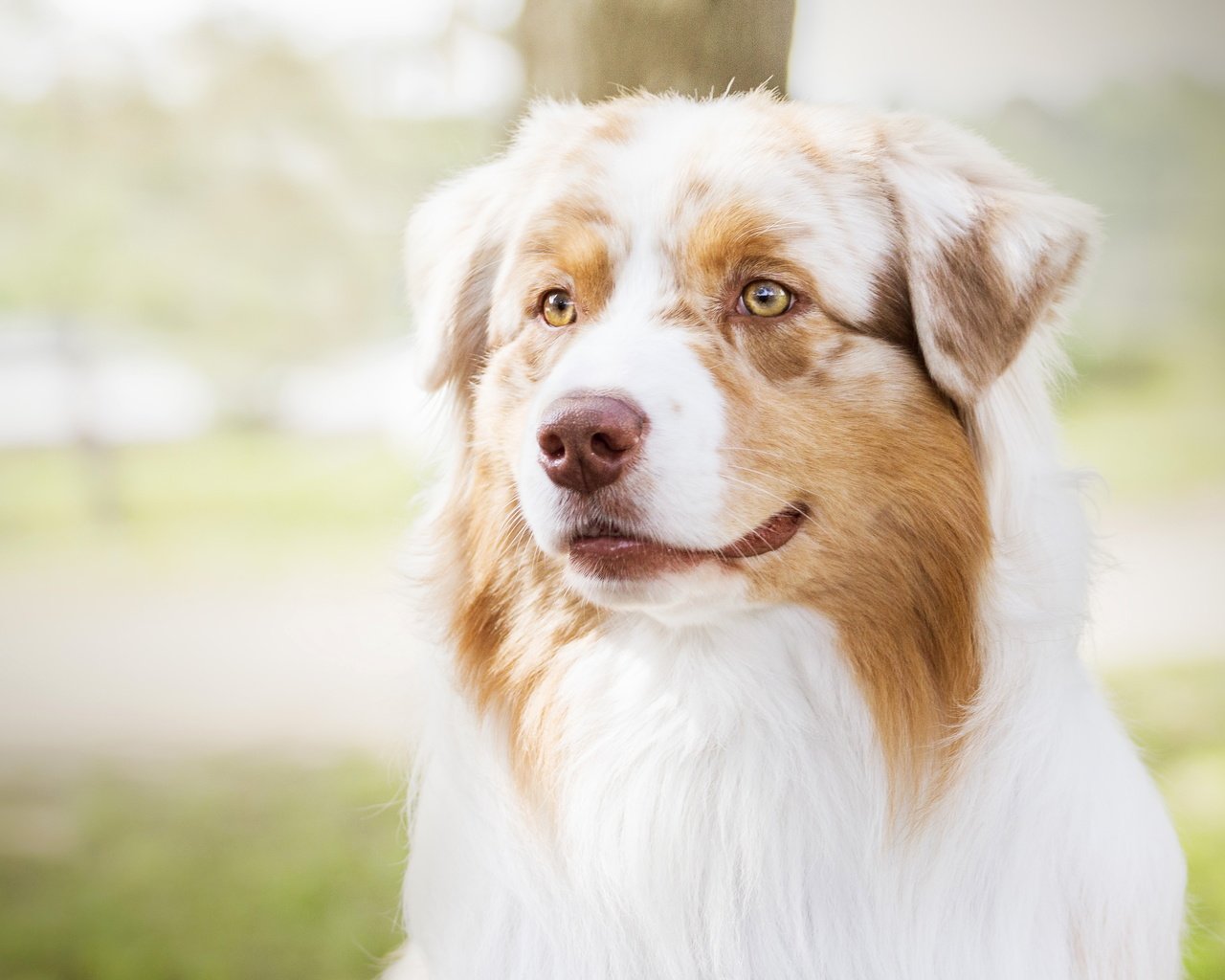 Обои портрет, собака, весна, лужайка, аусси, portrait, dog, spring, lawn, aussie разрешение 4724x2657 Загрузить