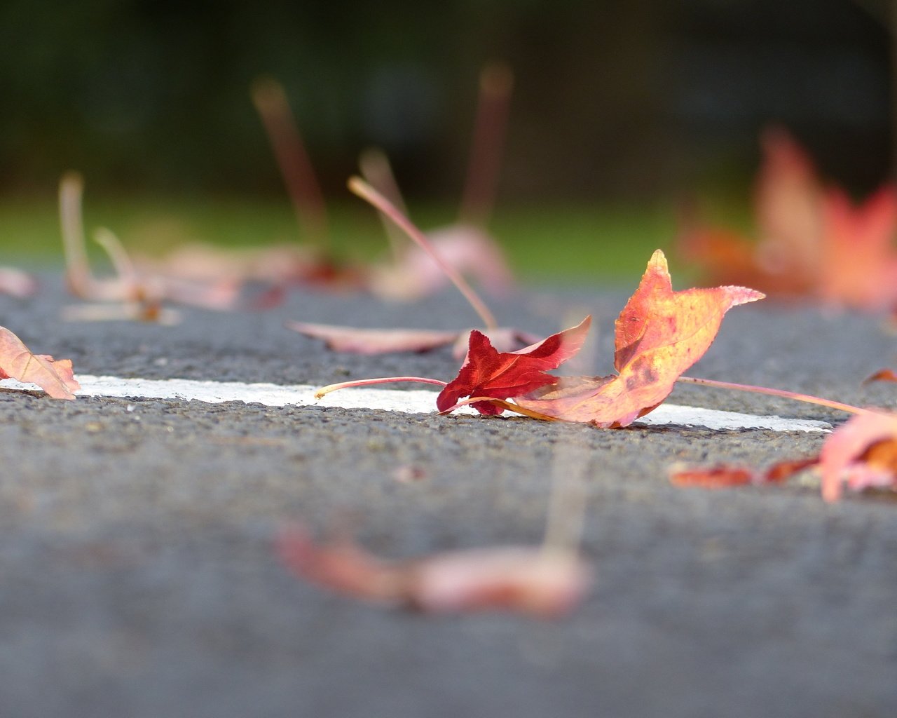 Обои дорога, листья, осень, листик, road, leaves, autumn, leaf разрешение 4000x3000 Загрузить