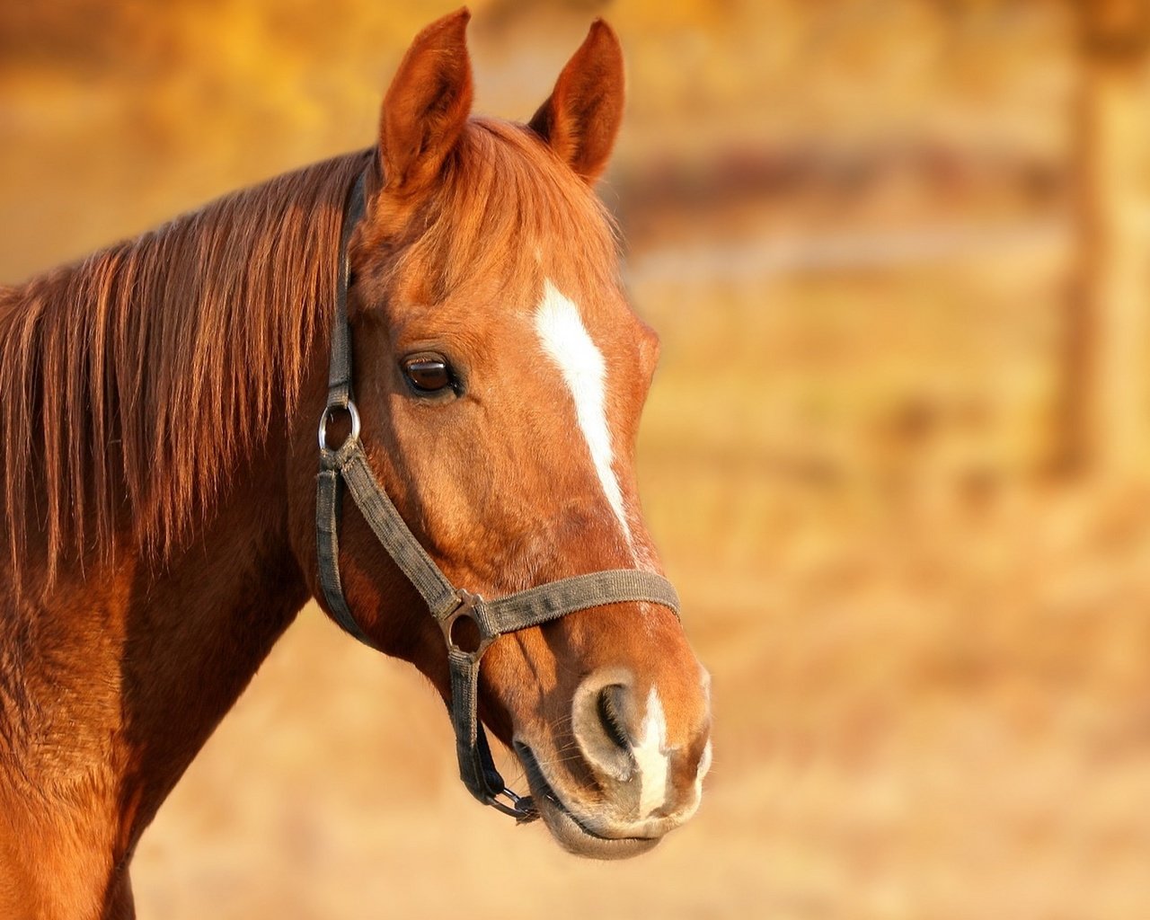Обои лошадь, конь, грива, голова, коричневый, узда, уздечка, horse, mane, head, brown, bridle разрешение 1920x1440 Загрузить