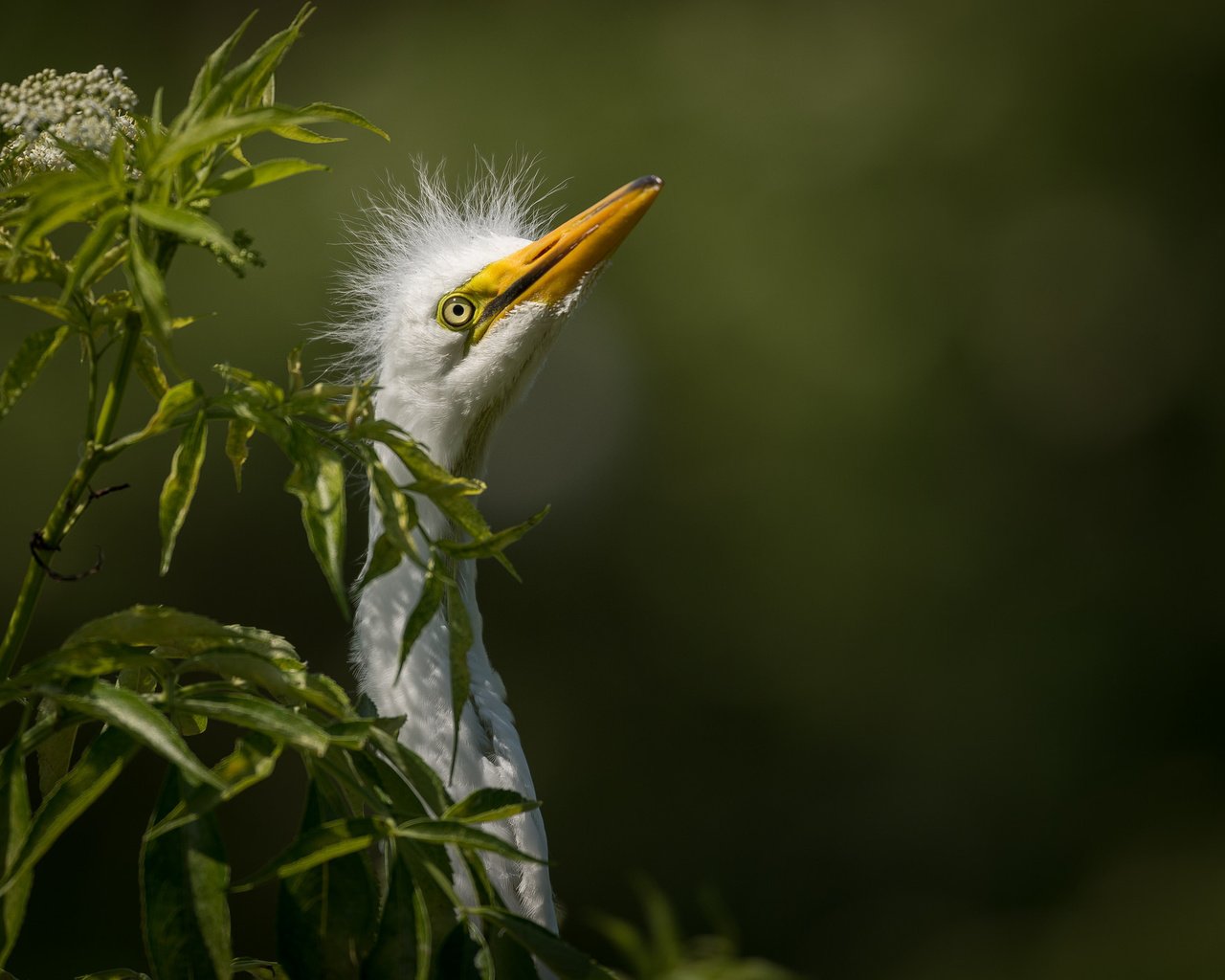 Обои природа, птица, белая, большая, цапля, great egret, nature, bird, white, large, heron разрешение 2048x1363 Загрузить