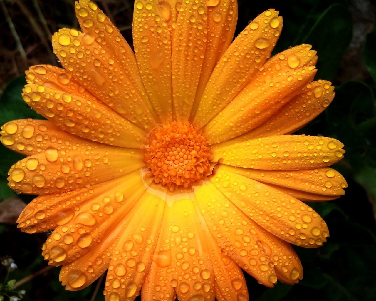 Обои цветок, капли, лепестки, апельсин,  цветы, капли дождя, flower, drops, petals, orange, flowers, raindrops разрешение 2560x1440 Загрузить