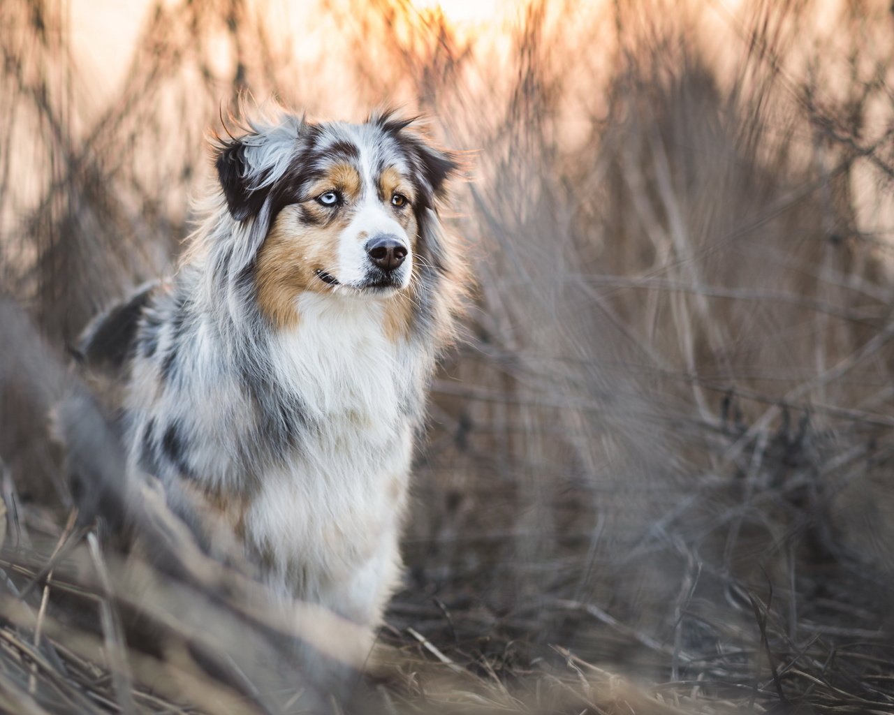 Обои трава, собака, заросли, аусси, grass, dog, thickets, aussie разрешение 2048x1152 Загрузить