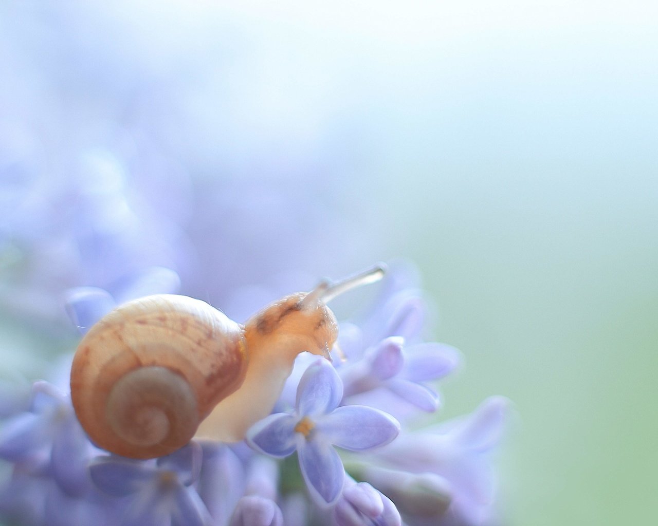 Обои макро, цветок, животное, растение, улитка, macro, flower, animal, plant, snail разрешение 5184x3456 Загрузить