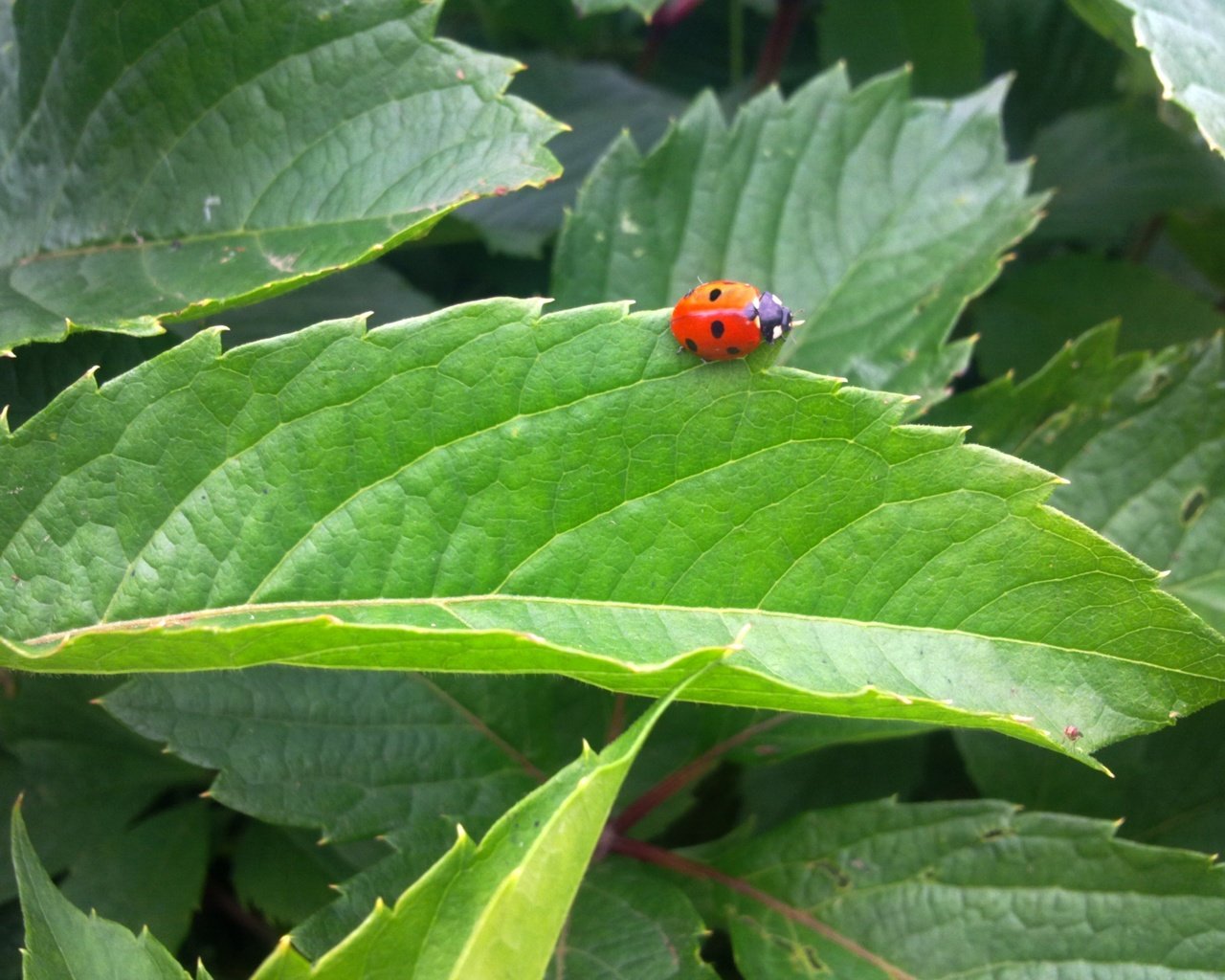 Обои зелень, листья, насекомое, лето, божья коровка, greens, leaves, insect, summer, ladybug разрешение 2592x1944 Загрузить