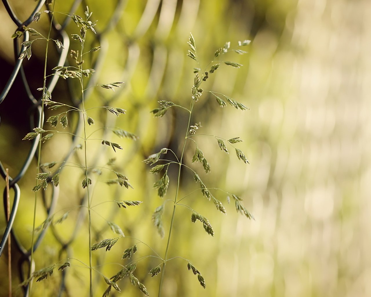 Обои трава, природа, забор, сетка, колоски, боке, grass, nature, the fence, mesh, spikelets, bokeh разрешение 2048x1361 Загрузить