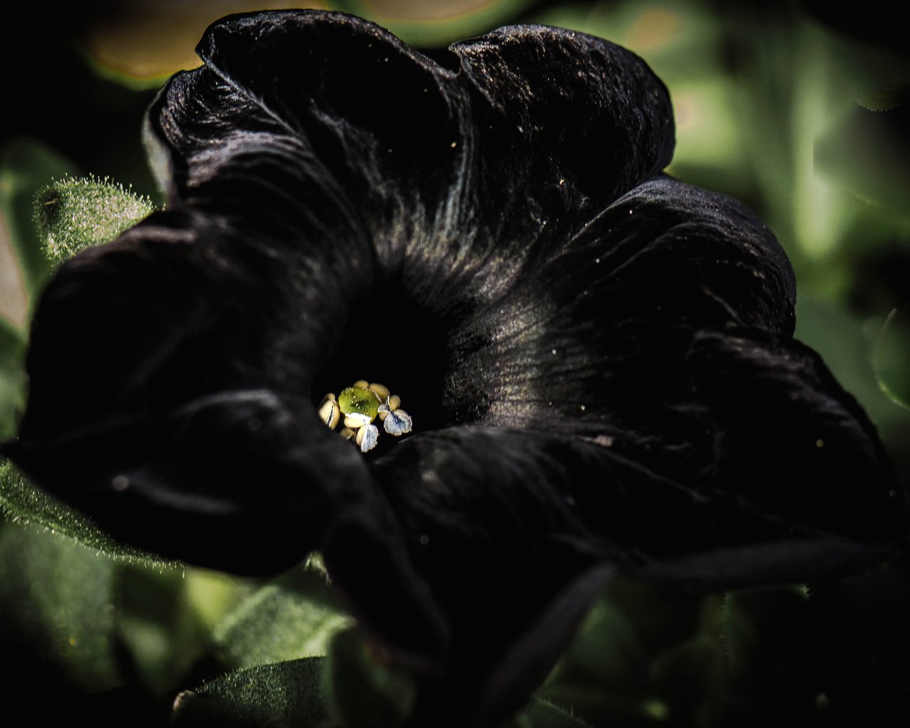 Обои цветок, петуния, черный бархат, flower, petunia, black velvet разрешение 4033x2826 Загрузить