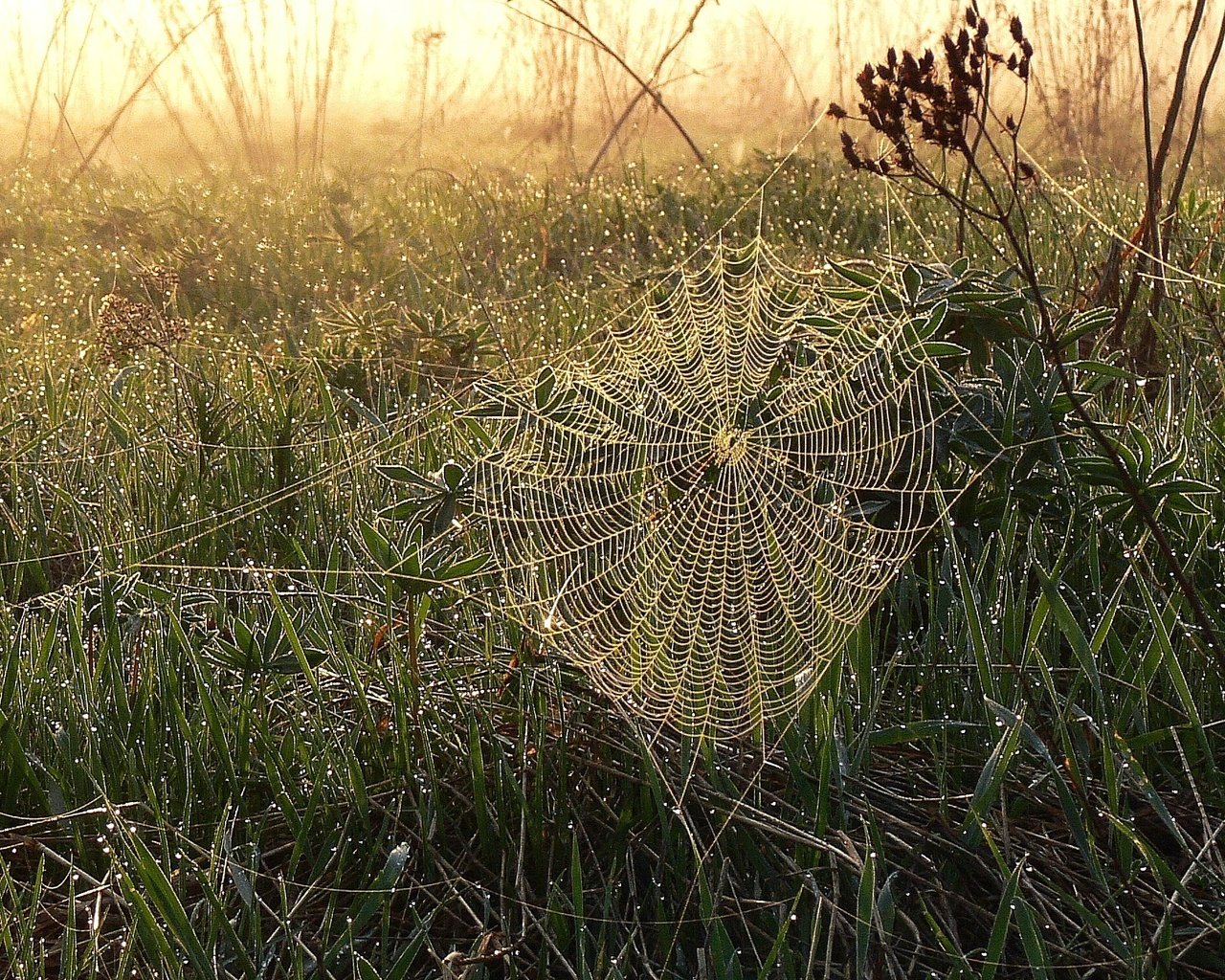 Обои трава, зелень, утро, роса, капли, паутина, grass, greens, morning, rosa, drops, web разрешение 2005x1504 Загрузить